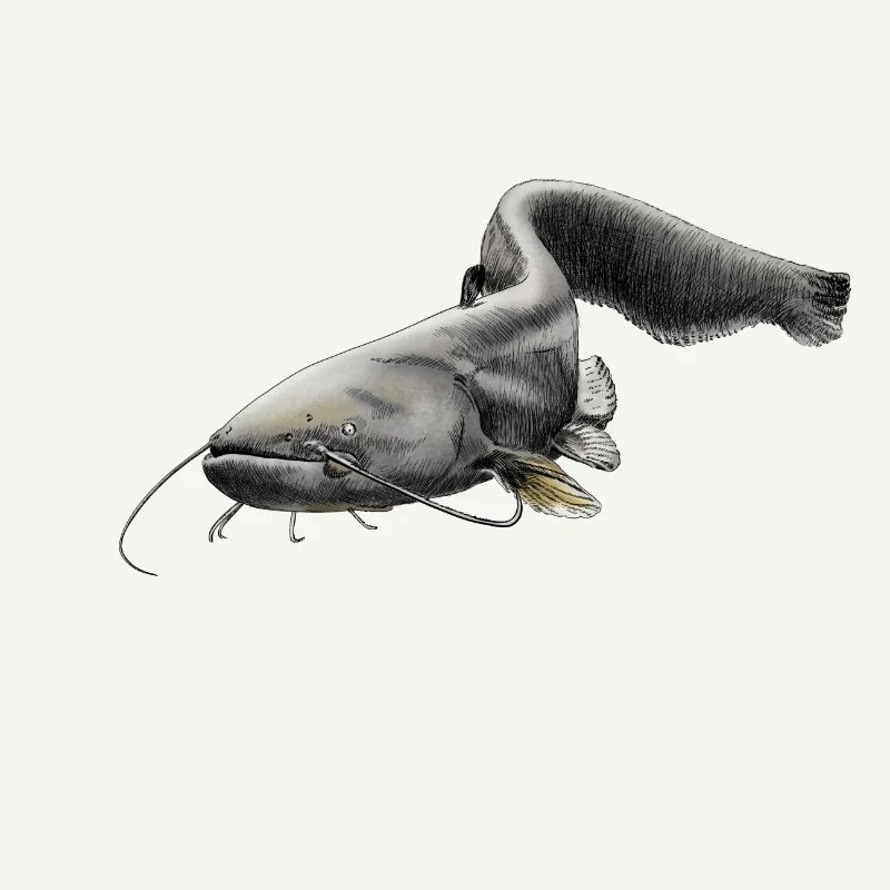 catfish
