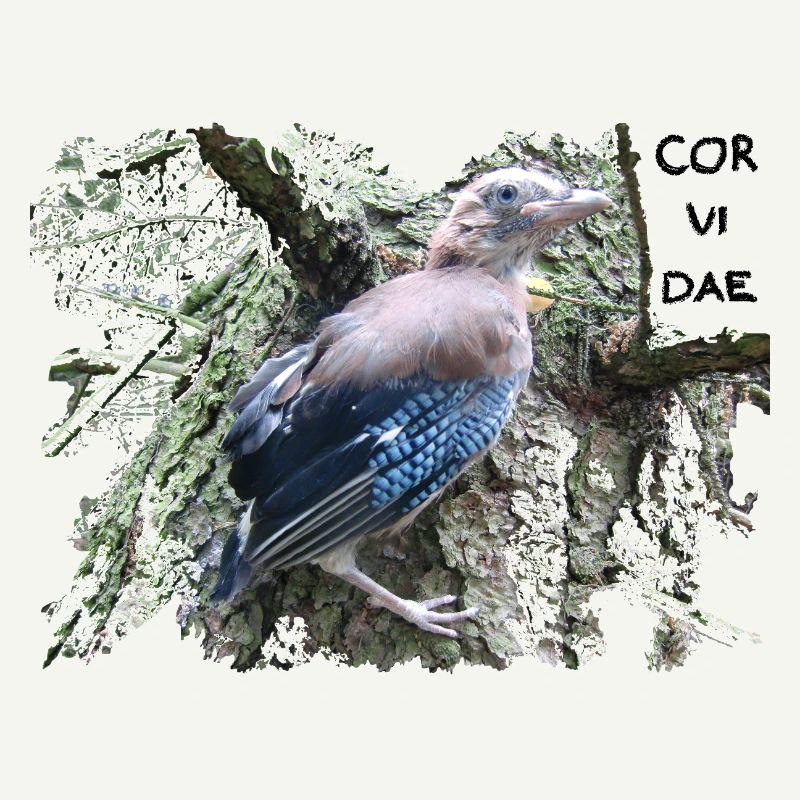 Jay Corvidae