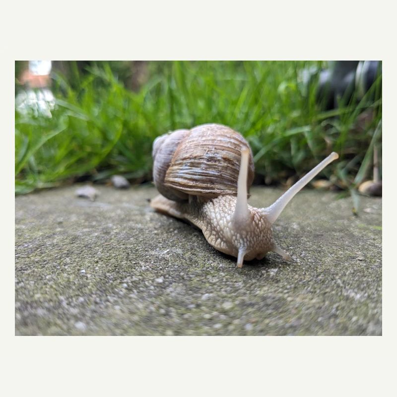 Snails Macro Natural Design