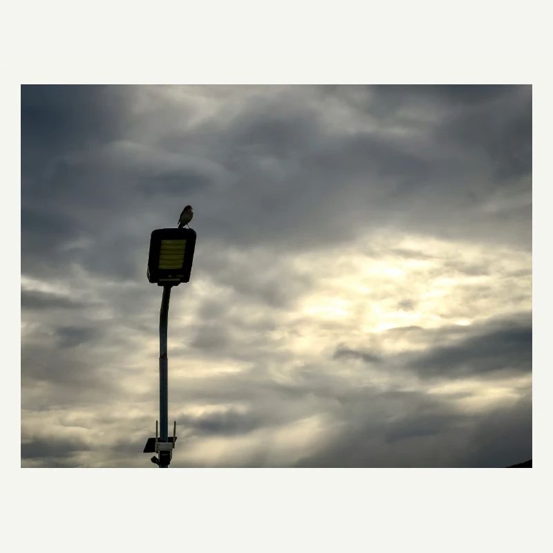 Bird on a lamppost under clouds