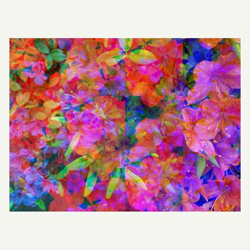 Collage de Fleurs d’Explosion de Couleur