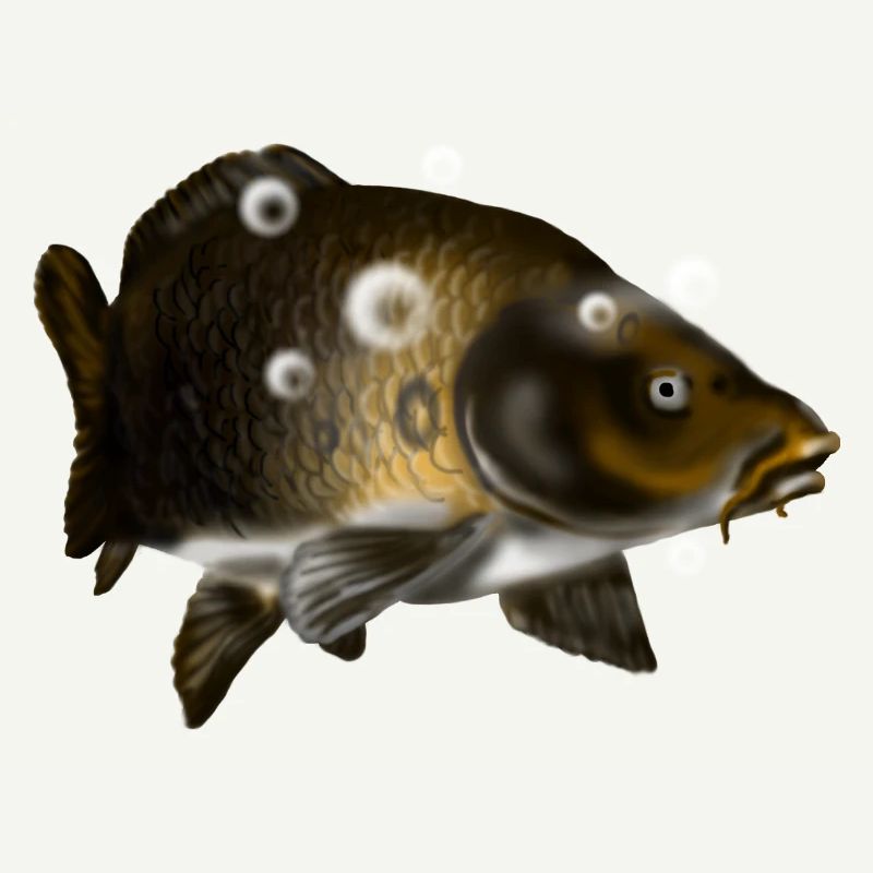 Carp
