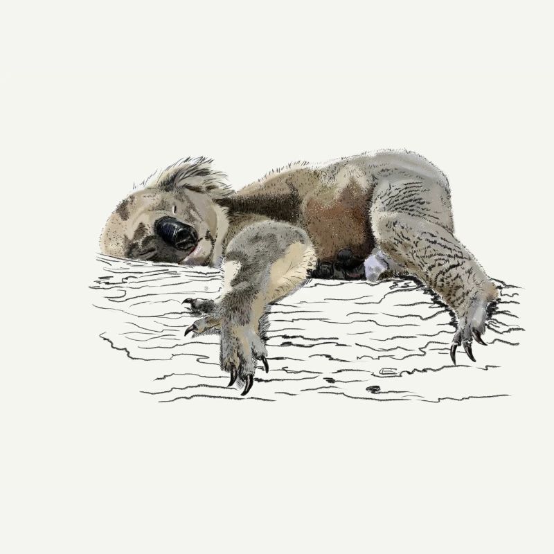 koala bear