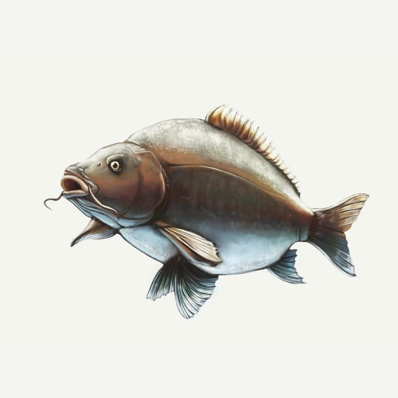 Progettazione della pesca della carpa a specchio Carpa realistica