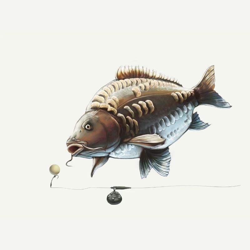Pesca alla carpa Ronnie Rig Specchio Design della carpa