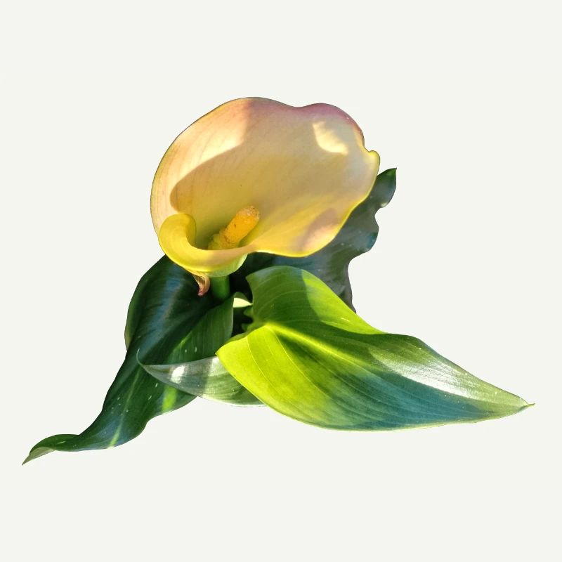 LYS CALLA JAUNE