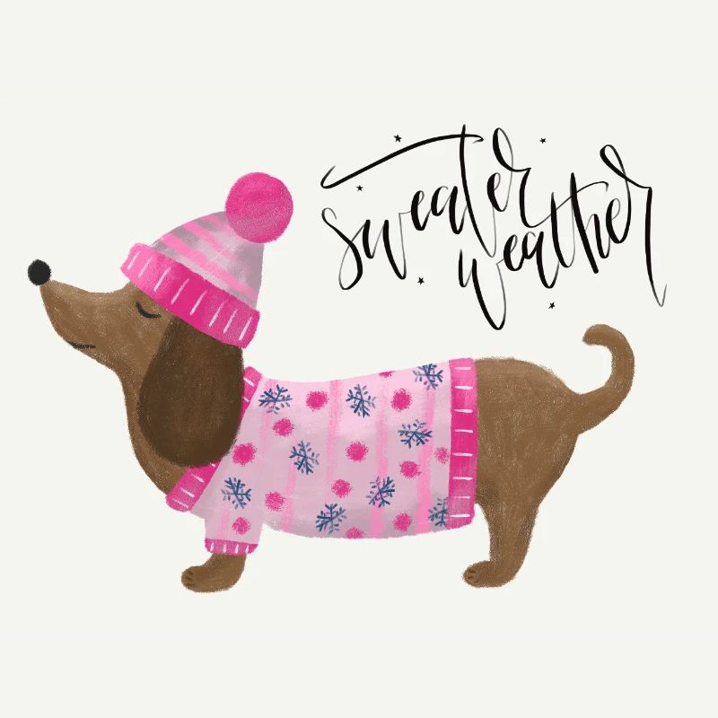 Teckel avec pull et chapeau Pull Météo rose