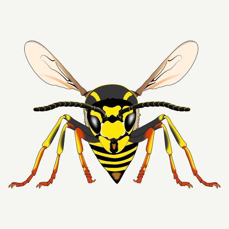 Wasp from the front