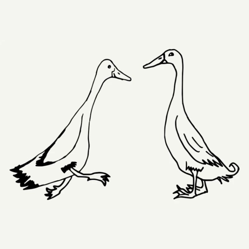 Runner ducks, runner ducks funny ducks