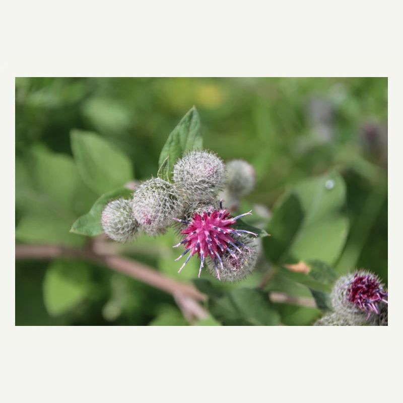Burdock