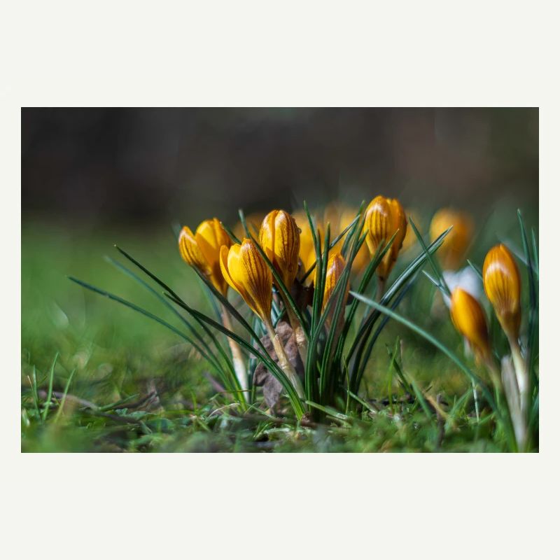 Gros plan de fleurs