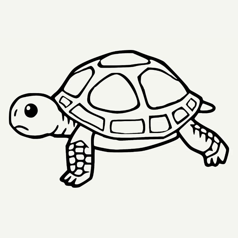 Turtle Turtles