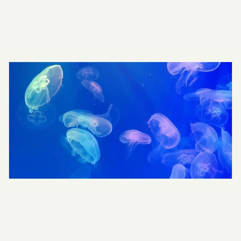 Blue jellyfish pattern