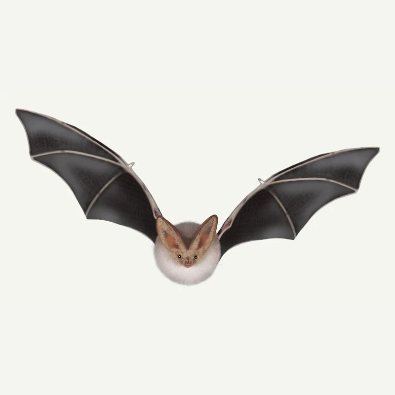 Night Bat Wing Design