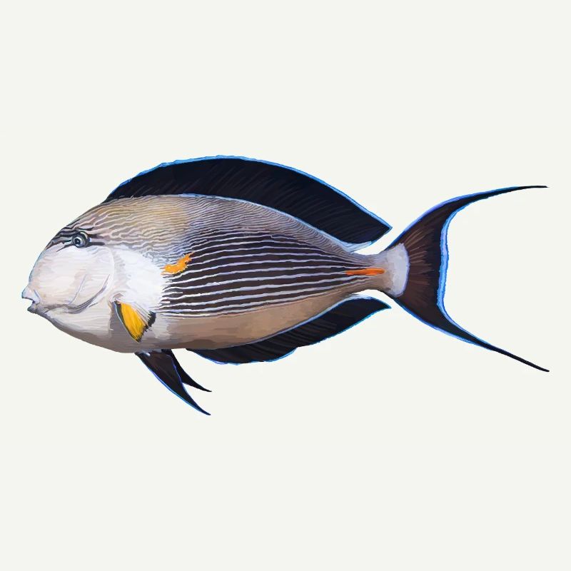 Fish
