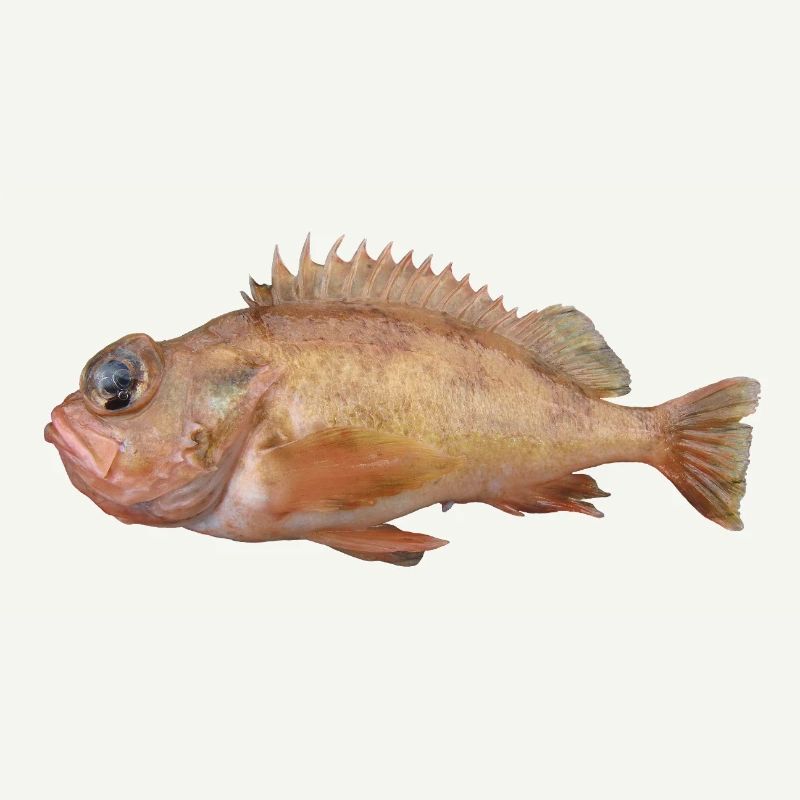 Fish Redfish