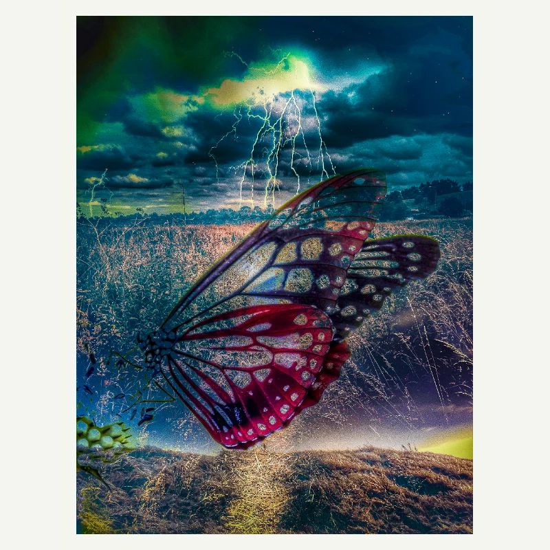 Butterfly under Storm Light