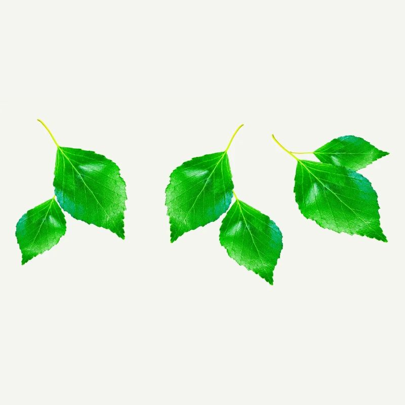 BIRCH ||