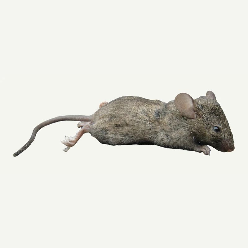 Mouse