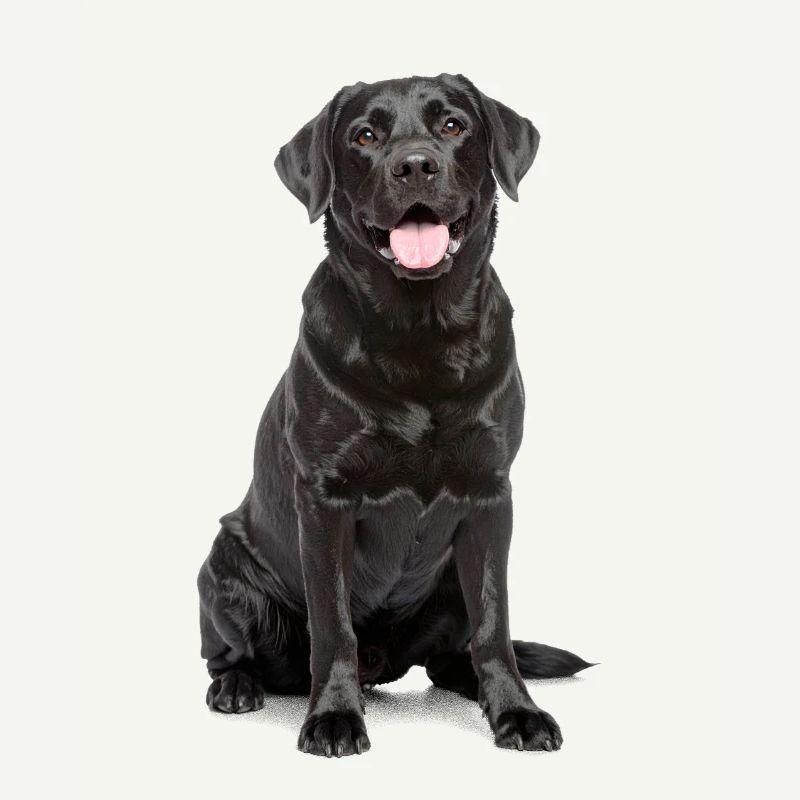 Black Labrador – Loyal, Lovable & Charming