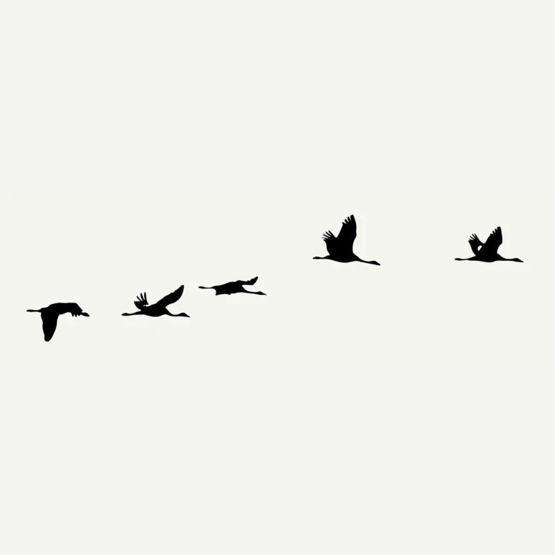 Oiseaux migrateurs Oiseaux