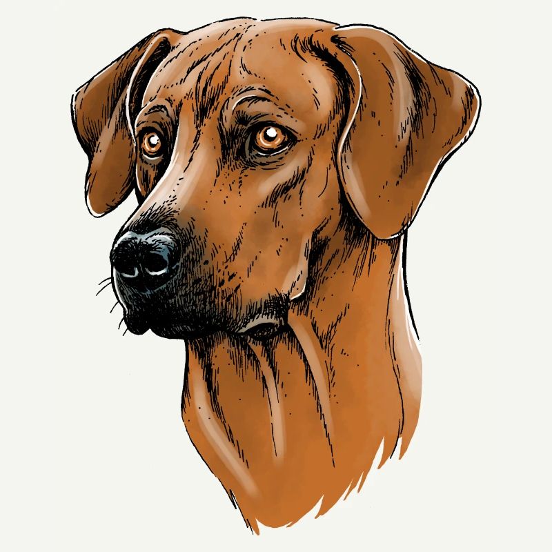 Rhodesian Ridgeback