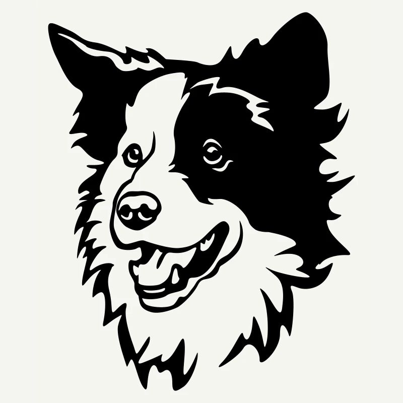 Border Collie Kopf