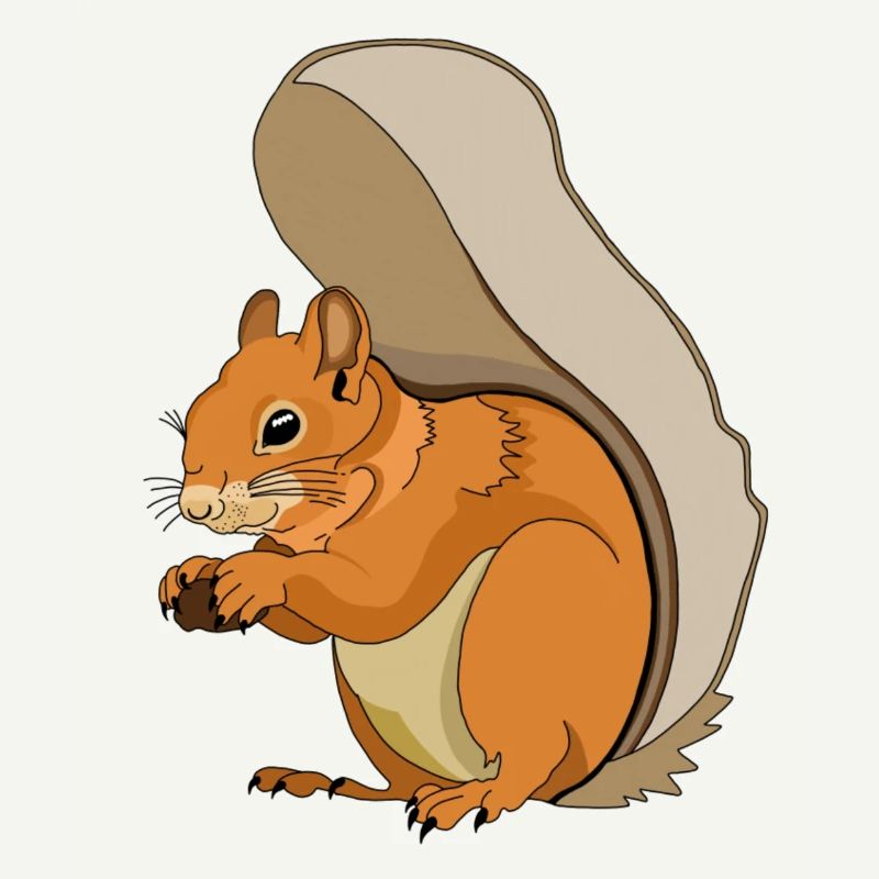 Squirrel