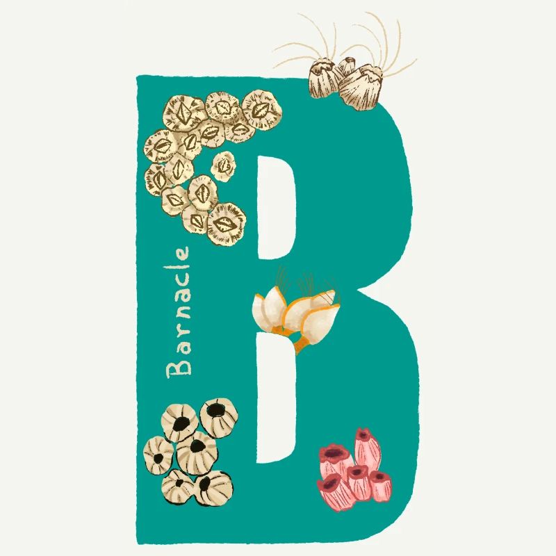 Lettre B avec éléments naturels Bleu Vert