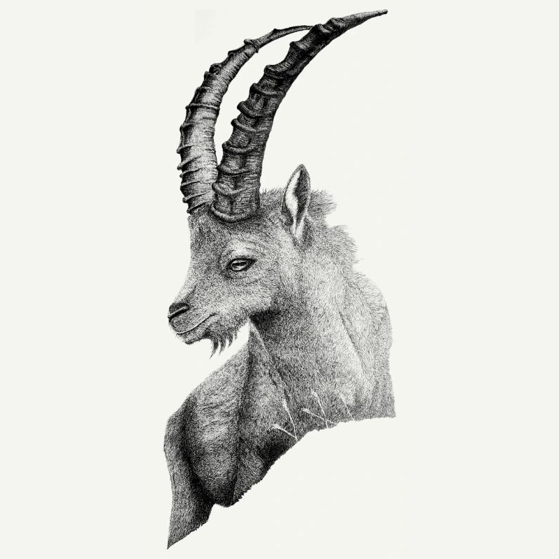 DER STEINBOCK