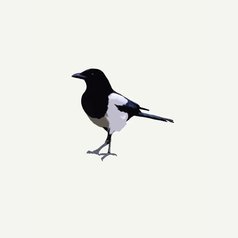 magpie