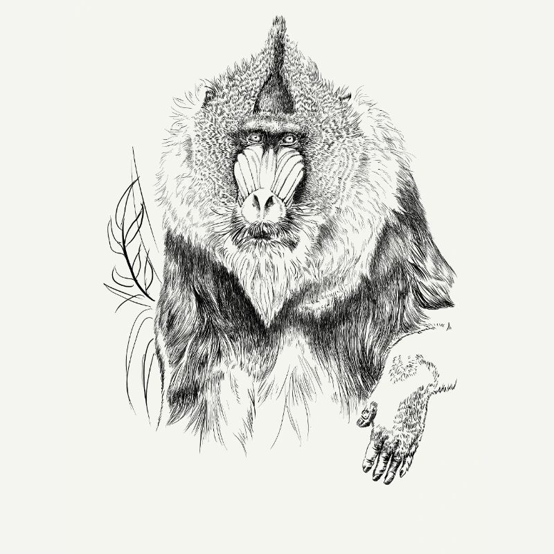 Mandrill 