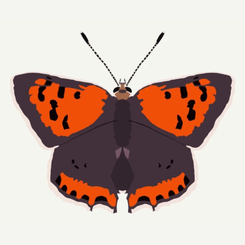 Papillons : Le Petit Papillon de Feu
