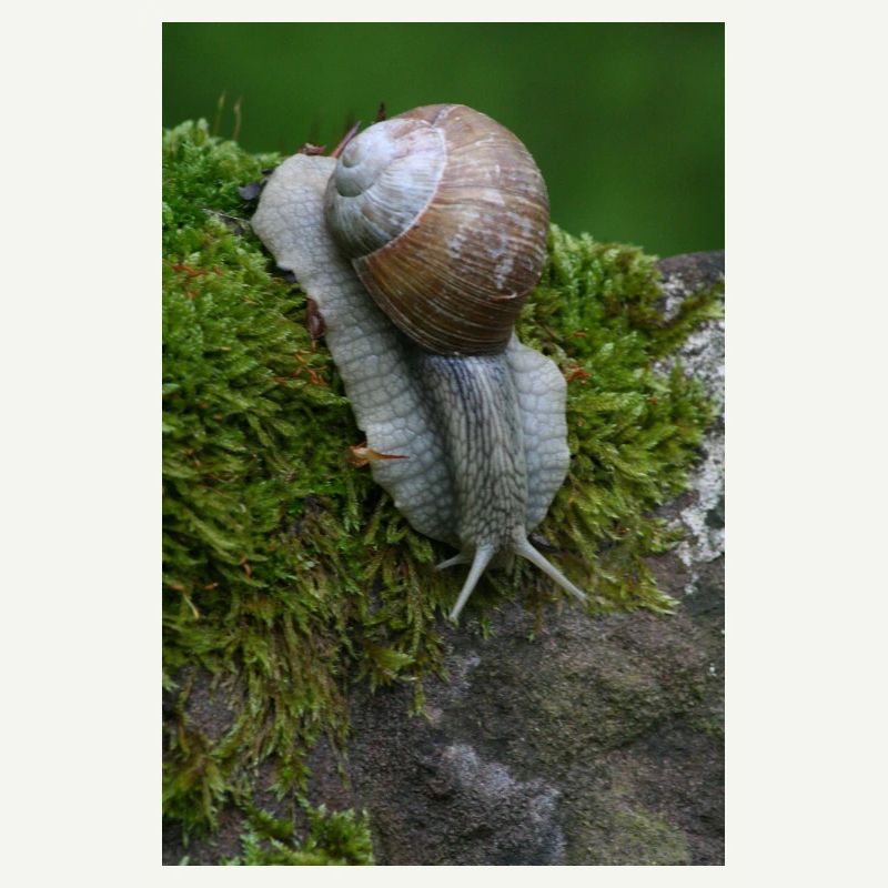 Le murmure de l’escargot dans la mousse