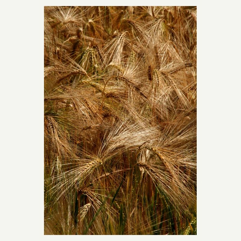 Golden wheat field nature pattern