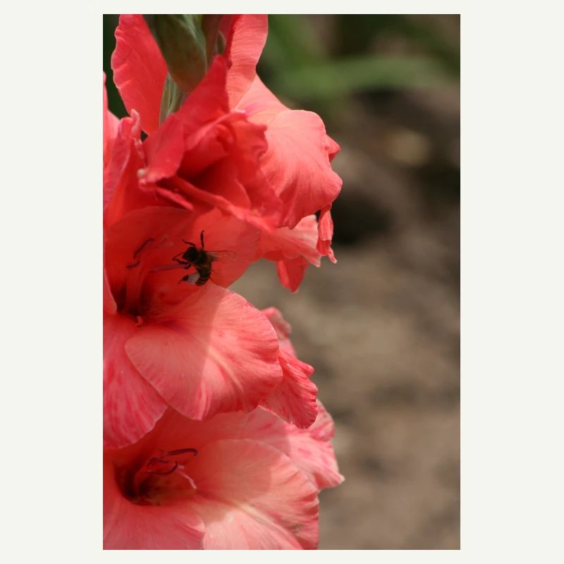 Gladiole – Stärke in Blüte