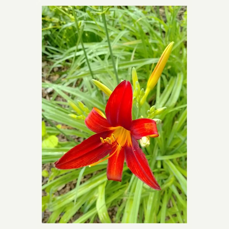 FIRE LILY