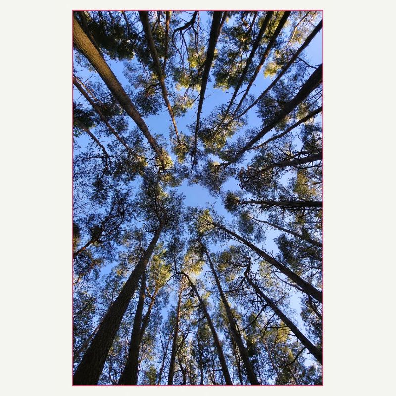 Between the sky and the treetops – a look up