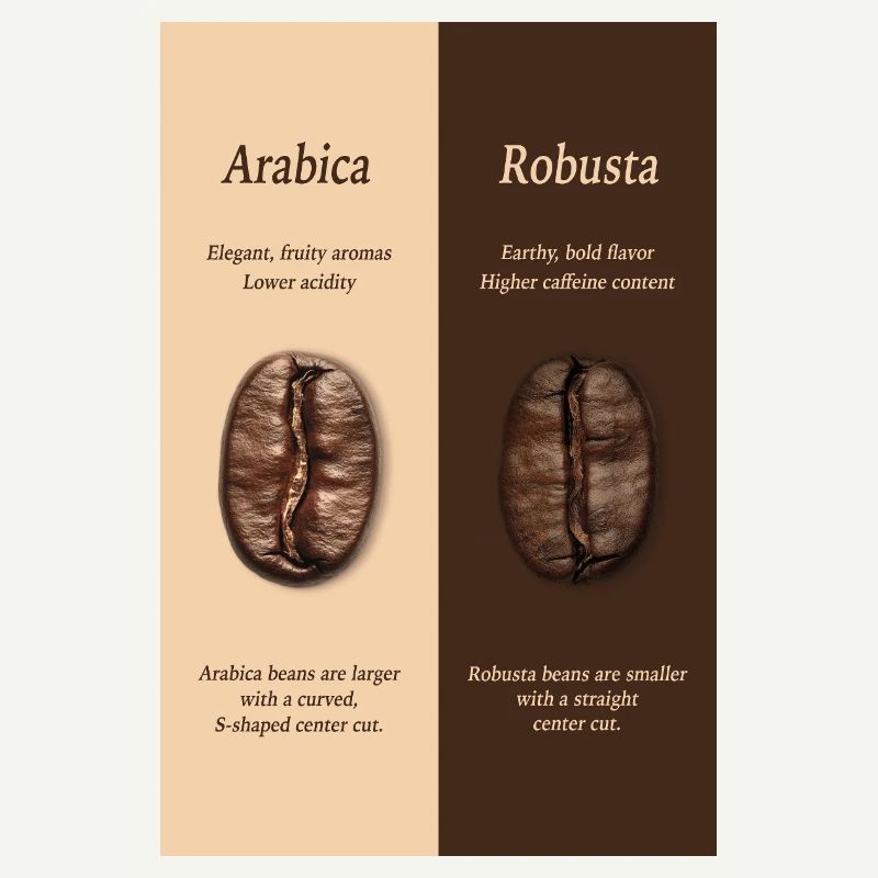 Affiche du guide du café Arabica vs Robusta