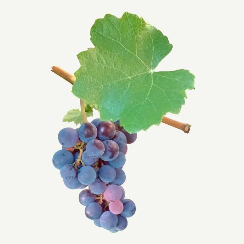 Grapes – fruity elegance