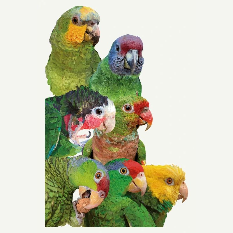 Amazonian parrots