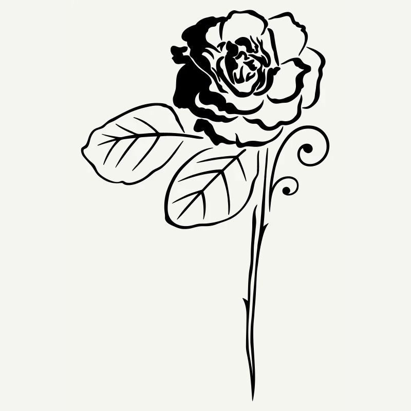 Rose Roses Fleur Fleur