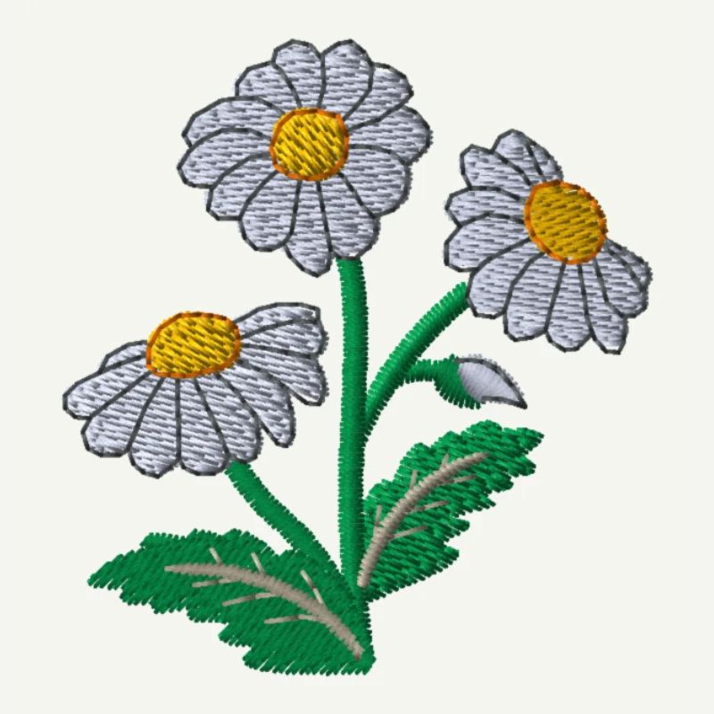 Daisy
