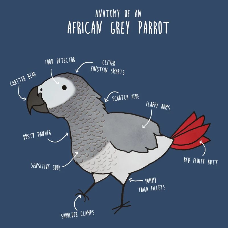 Anatomie du python royal