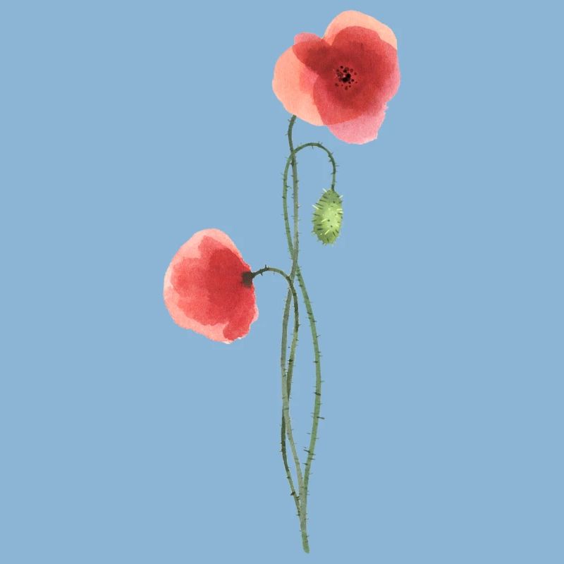 Fleur : coquelicot rouge