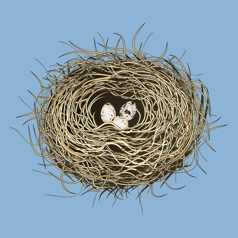 Vogelnest oder Osternest mit drei Vogel Eier