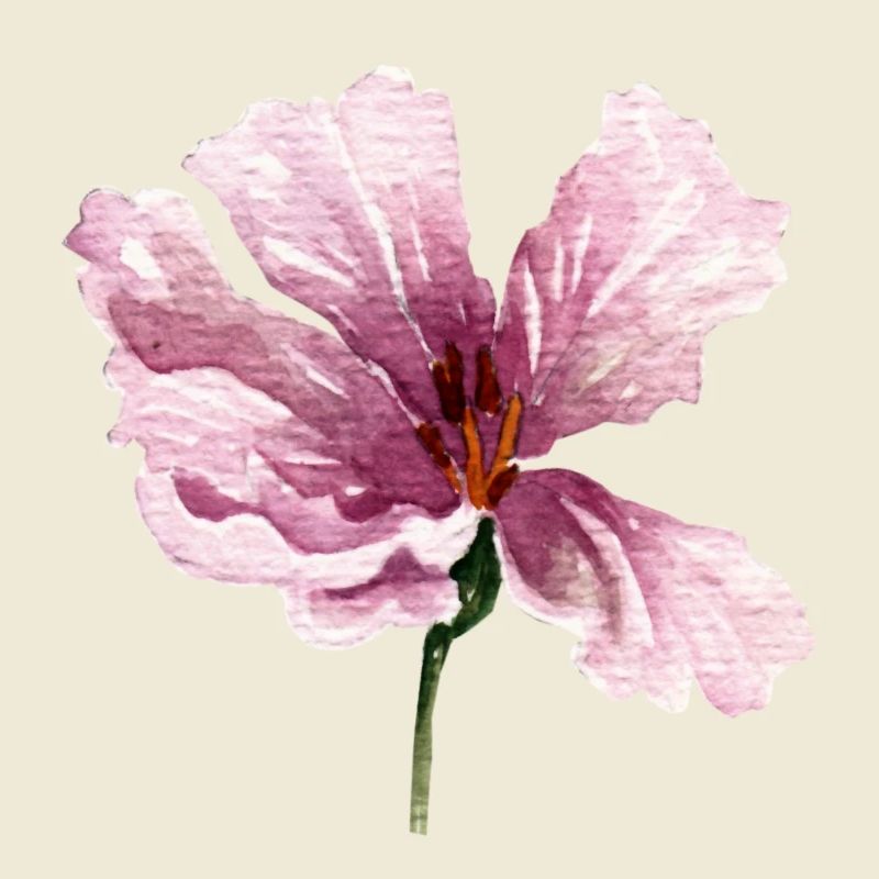 blume rosa