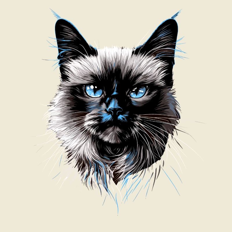 Chat Birman Chat Birman Sacré Chat Birman Mignon Chats Birmans