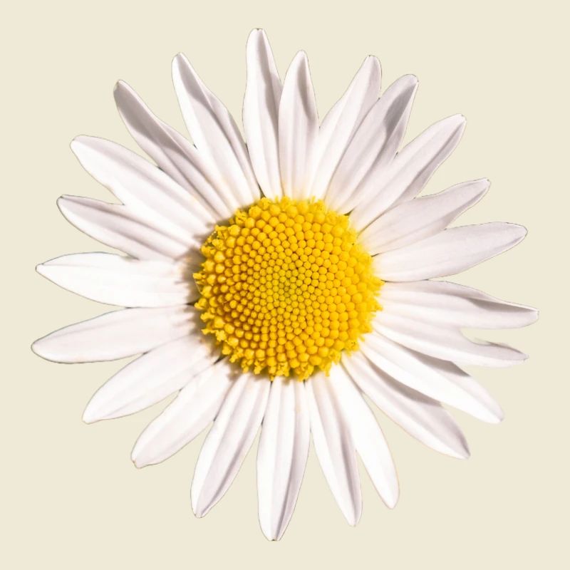 Gänseblümchen