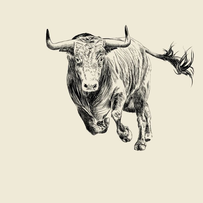 Bull